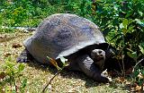 Turtle, Curieuse Island, Seychelles